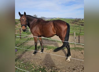 Selle Français, Hongre, 9 Ans, 164 cm, Bai