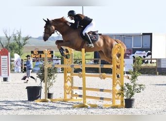 Selle Français, Hongre, 9 Ans, 165 cm, Alezan