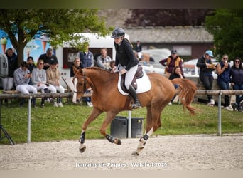 Selle Français, Hongre, 9 Ans, 165 cm, Alezan