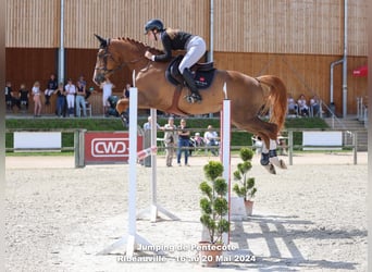 Selle Français, Hongre, 9 Ans, 165 cm, Alezan
