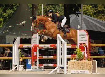 Selle Français, Hongre, 9 Ans, 165 cm, Alezan