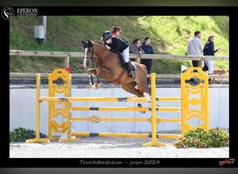 Selle Français, Hongre, 9 Ans, 165 cm, Alezan