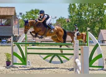 Selle Français, Hongre, 9 Ans, 165 cm, Bai