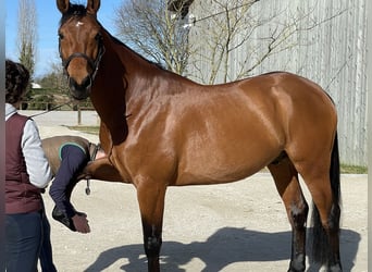 Selle Français, Hongre, 9 Ans, 166 cm, Bai cerise