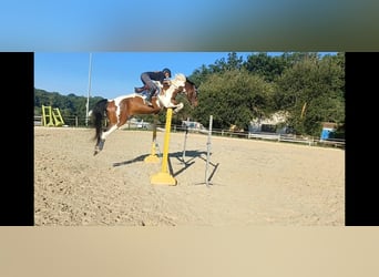 Selle Français, Hongre, 9 Ans, 166 cm