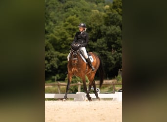 Selle Français, Hongre, 9 Ans, 170 cm, Bai brun