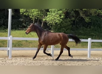 Selle Français, Hongre, 9 Ans, 175 cm, Bai