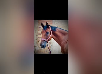 Selle Français, Hongre, 9 Ans, 175 cm, Bai