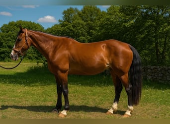 Selle Français, Jument, 10 Ans, 152 cm, Bai