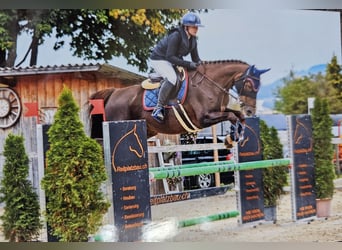 Selle Français, Jument, 10 Ans, 164 cm