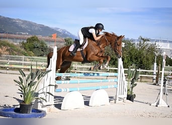 Selle Français, Jument, 10 Ans, 165 cm, Alezan