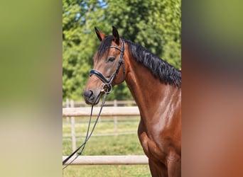 Selle Français, Jument, 10 Ans, 165 cm, Bai brun
