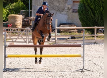 Selle Français, Jument, 10 Ans, 165 cm, Bai brun