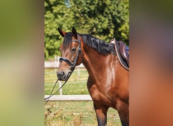 Selle Français, Jument, 10 Ans, 165 cm, Bai brun