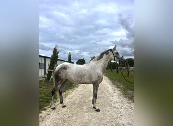 Selle Français, Jument, 10 Ans, 165 cm, Gris