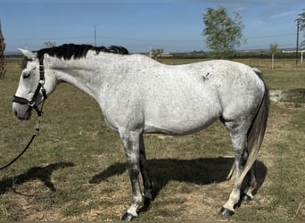 Selle Français, Jument, 10 Ans, 165 cm, Gris