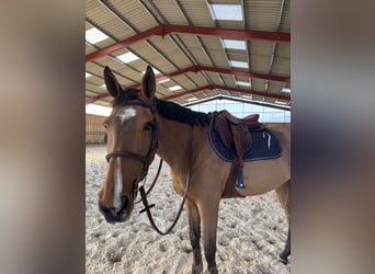 Selle Français, Jument, 10 Ans, 168 cm, Bai
