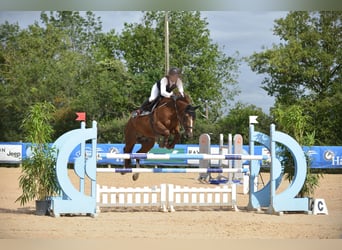 Selle Français, Jument, 11 Ans, 163 cm, Alezan