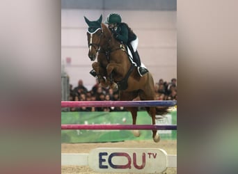 Selle Français, Jument, 11 Ans, 164 cm, Alezan