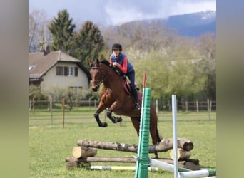 Selle Français, Jument, 11 Ans, 164 cm, Bai