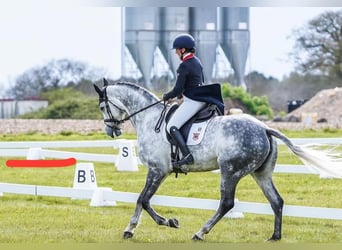 Selle Français, Jument, 11 Ans, 165 cm, Gris