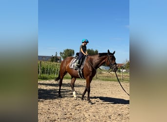 Selle Français, Jument, 11 Ans, 167 cm, Bai
