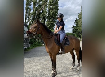 Selle Français, Jument, 11 Ans, 168 cm, Bai