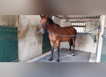 Selle Français, Jument, 11 Ans, 168 cm, Bai