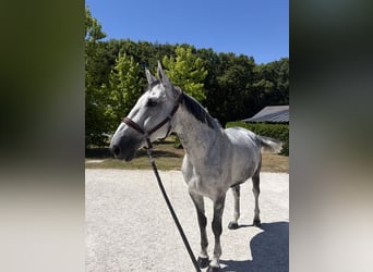 Selle Français, Jument, 11 Ans, 169 cm, Gris