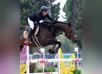 Selle Français, Jument, 11 Ans, 172 cm, Bai brun