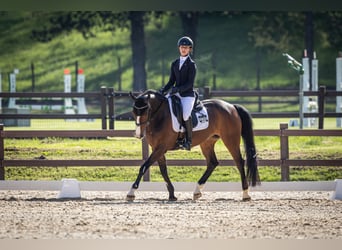 Selle Français, Jument, 12 Ans, 148 cm, Bai