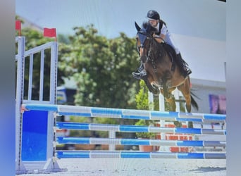 Selle Français, Jument, 12 Ans, 160 cm, Bai brun