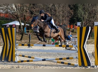 Selle Français, Jument, 12 Ans, 160 cm, Bai brun