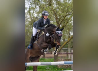 Selle Français, Jument, 12 Ans, 170 cm, Bai brun foncé