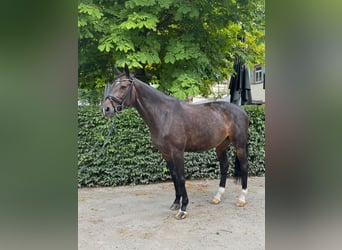 Selle Français, Jument, 12 Ans, 170 cm, Bai brun foncé