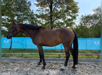Selle Français, Jument, 12 Ans, 172 cm, Bai clair