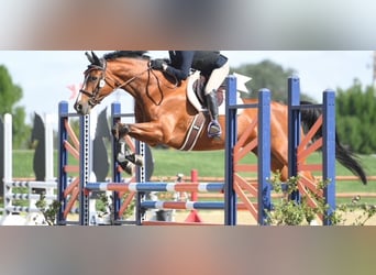 Selle Français, Jument, 13 Ans, 163 cm, Bai cerise