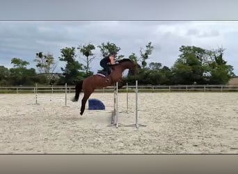 Selle Français, Jument, 13 Ans, 165 cm, Bai cerise