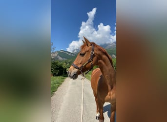 Selle Français, Jument, 13 Ans, 166 cm, Alezan