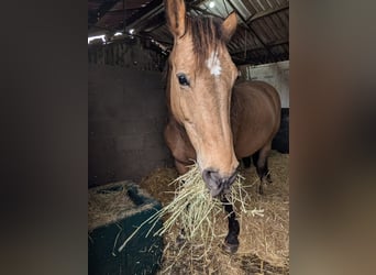 Selle Français Croisé, Jument, 15 Ans, 157 cm, Buckskin