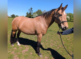 Selle Français Croisé, Jument, 15 Ans, 157 cm, Buckskin
