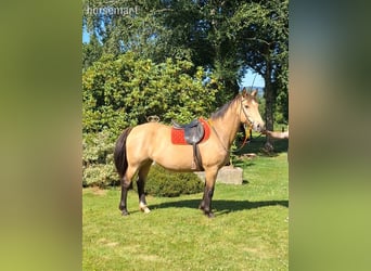 Selle Français, Jument, 15 Ans, 160 cm, Isabelle