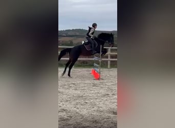 Selle Français, Jument, 15 Ans, Bai brun