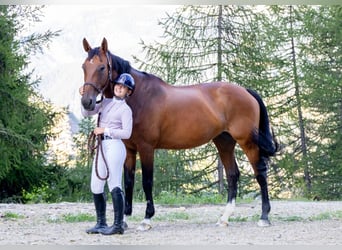 Selle Français, Jument, 16 Ans, 168 cm, Bai