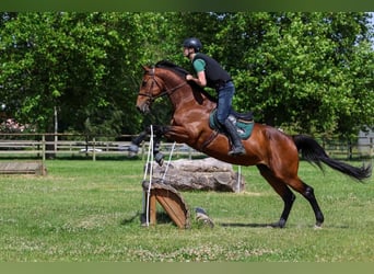 Selle Français, Jument, 18 Ans, 170 cm, Bai