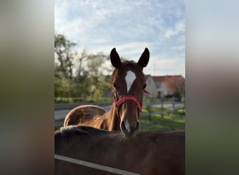 Selle Français, Jument, 1 Année, 145 cm, Alezan
