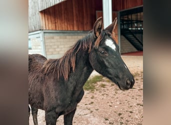 Selle Français, Jument, 1 Année, 165 cm, Noir