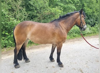 Selle Français, Jument, 22 Ans, 148 cm, Bai