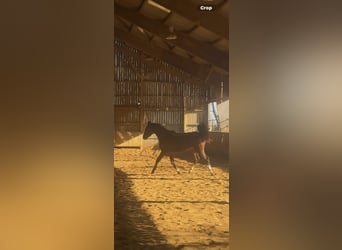 Selle Français, Jument, 2 Ans, Bai brun