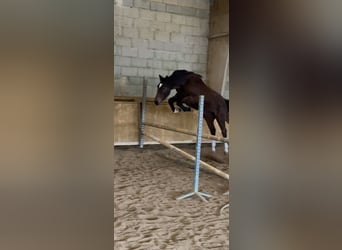 Selle Français, Jument, 2 Ans, Bai brun